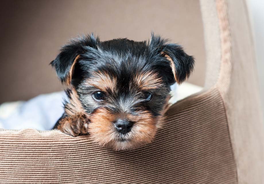 yorkies for sale in florida