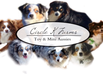 north texas aussie rescue