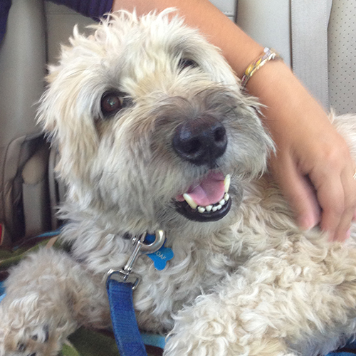 wheaten terriers for adoption
