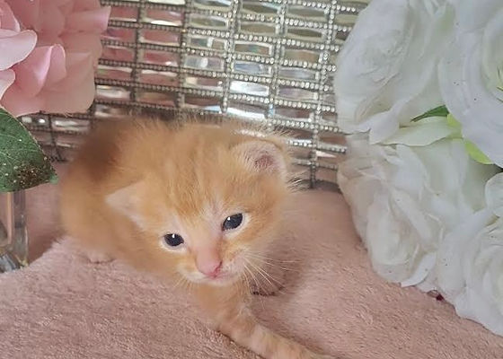 what pet shops sell kittens