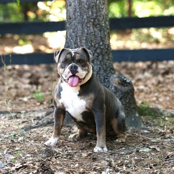 old english bulldog blue brindle