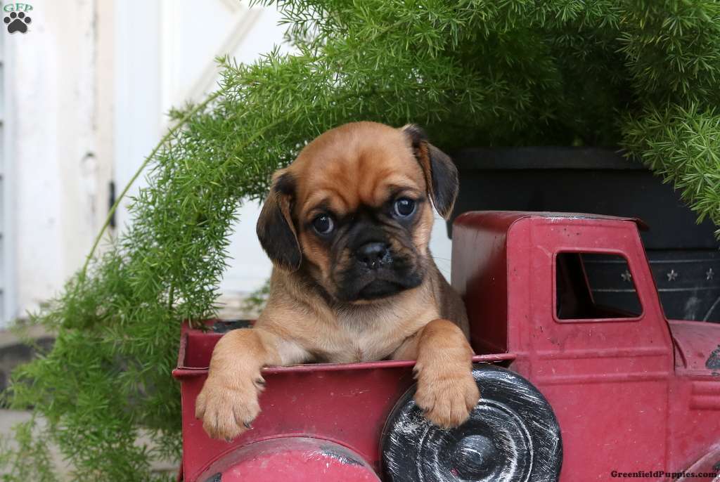 pug mixes for sale