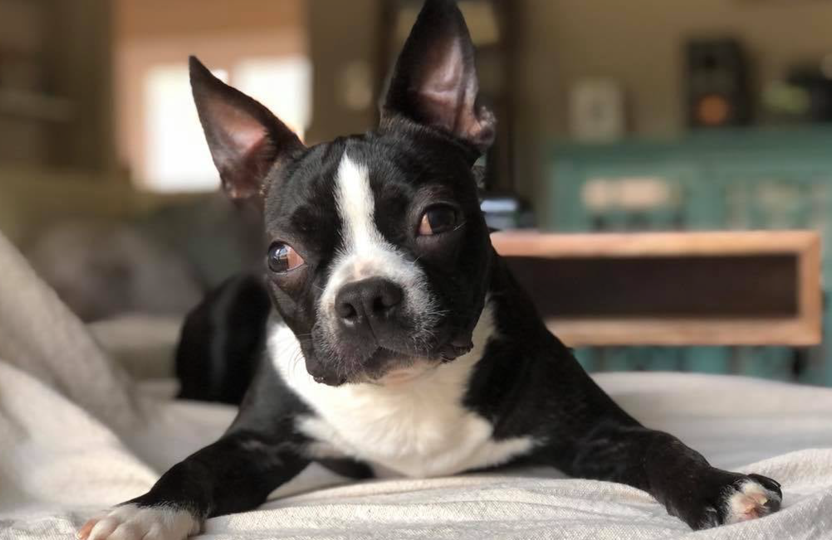 boston terrier rescue tennessee