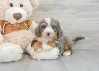 bernadoodle for adoption