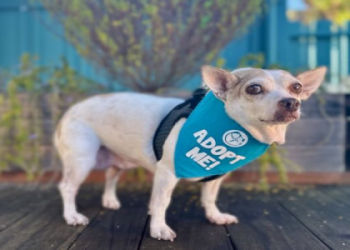 dog rescue adoptions near me