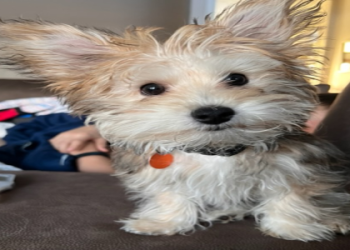 chihuahua bichon mix