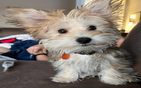 chihuahua bichon mix