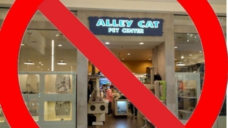 alley cat pet store