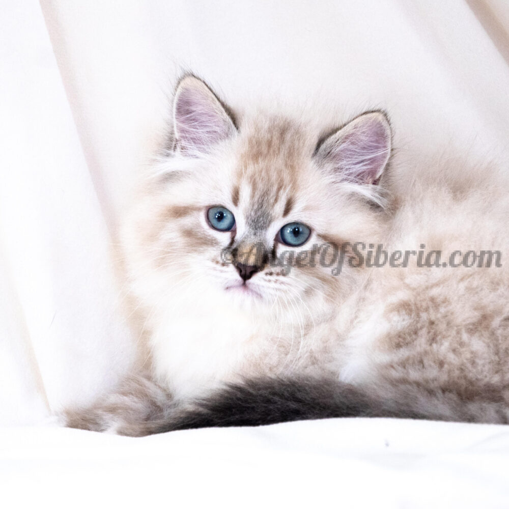 siberian cats washington