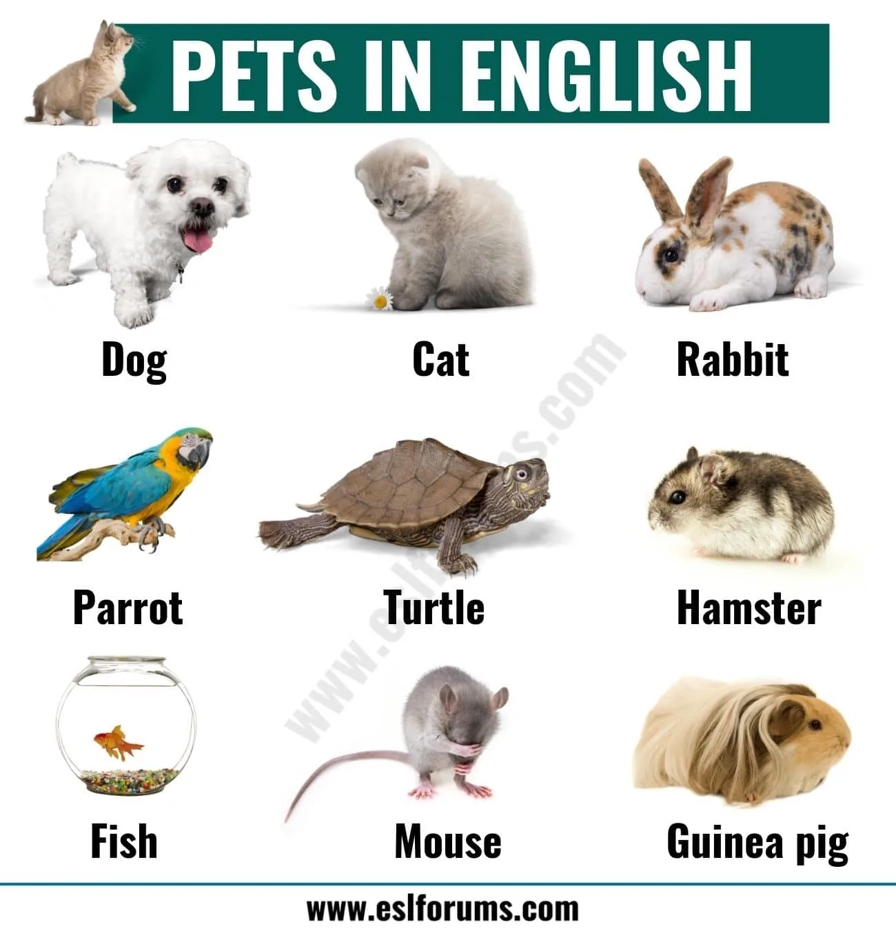 pets kinds