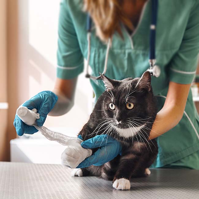 free click for animals