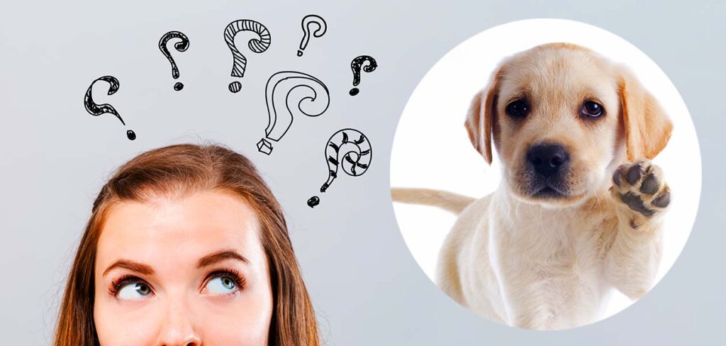 i want to purchase a dog