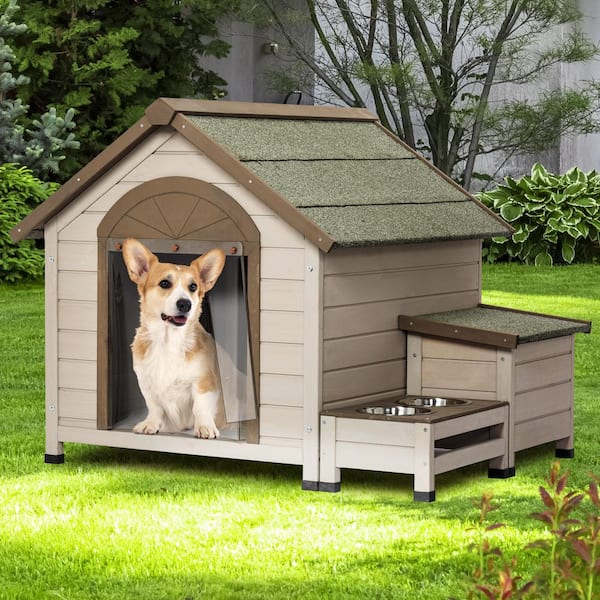 dog home