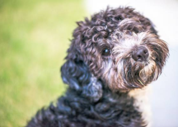 best dog food for maltipoo adult