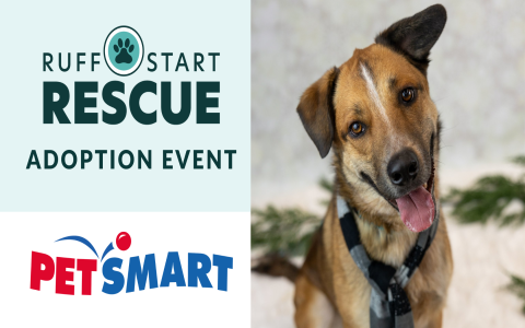 petsmart north fayette