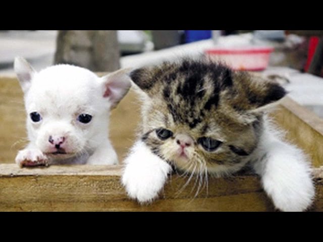 can a dog and cat have a baby