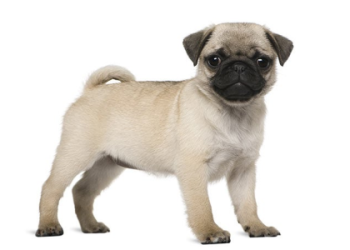 puppies for sale new haven ct