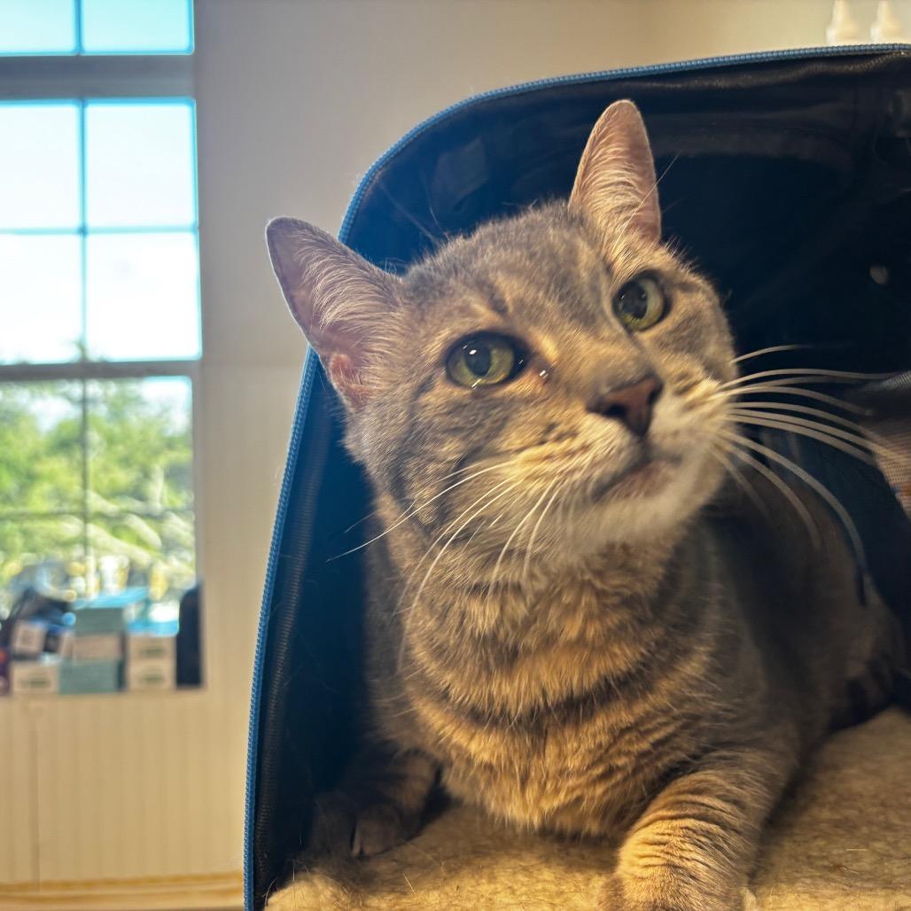 petfinder clearwater