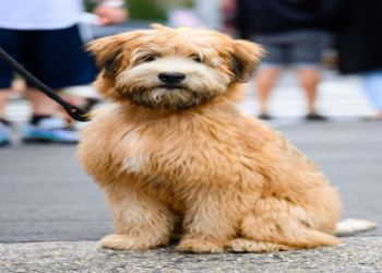 best dog food for wheaten terriers