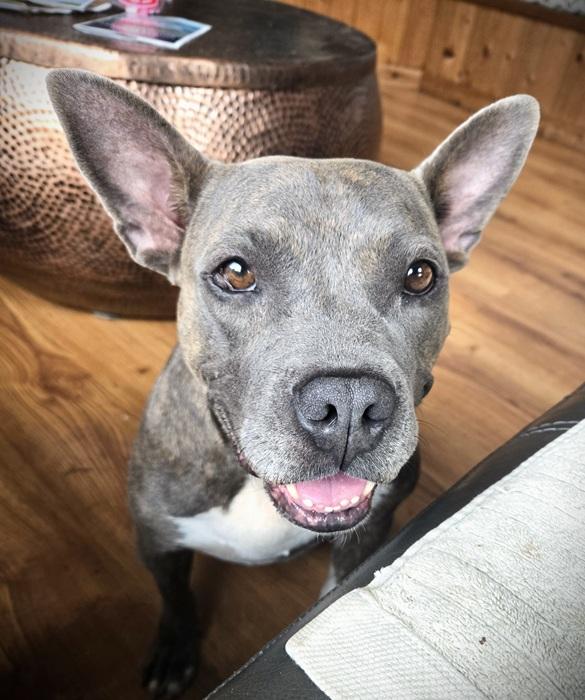 petfinder palm harbor