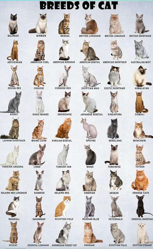cat breeds start with c
