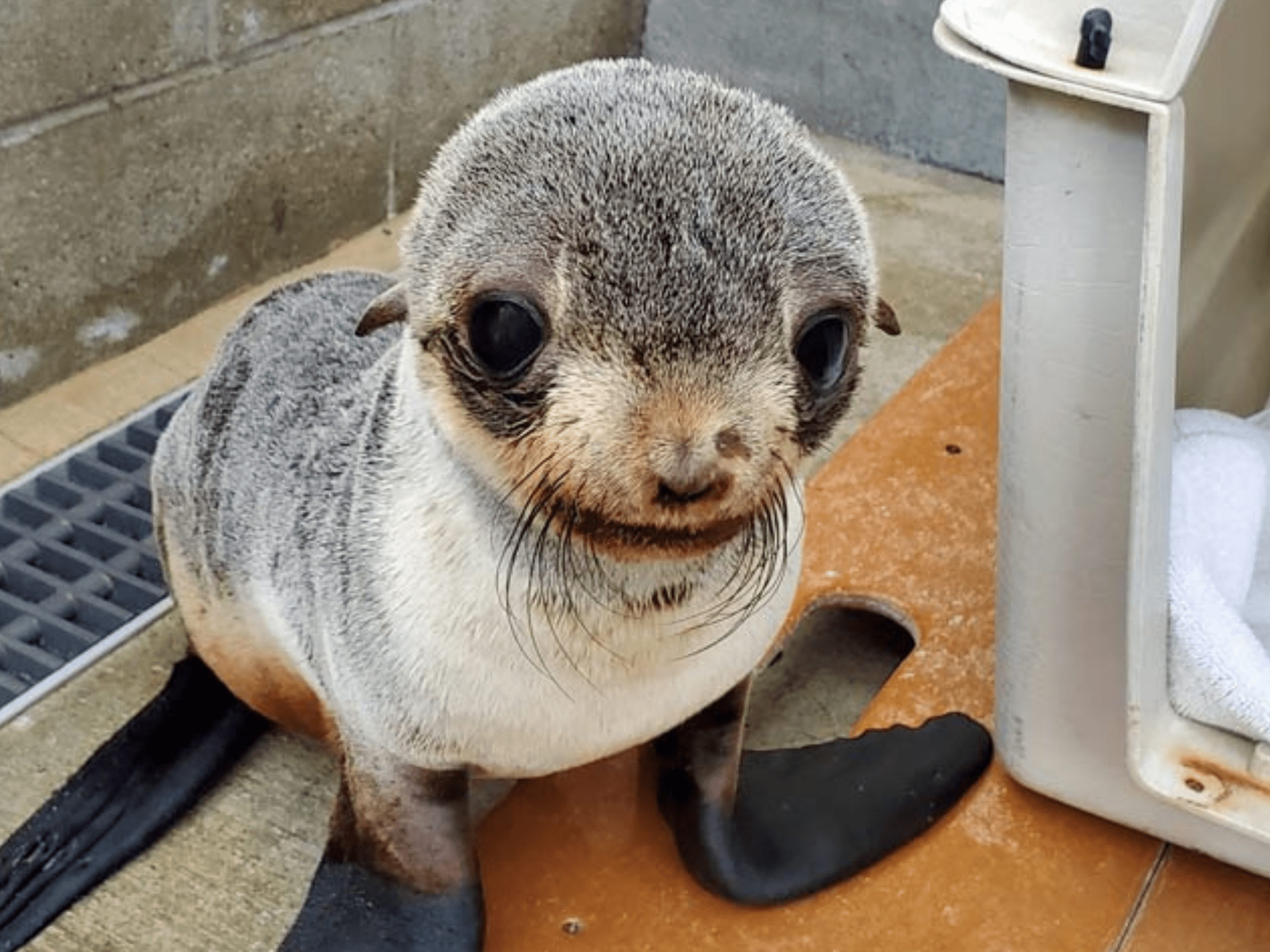 can you have a seal as a pet