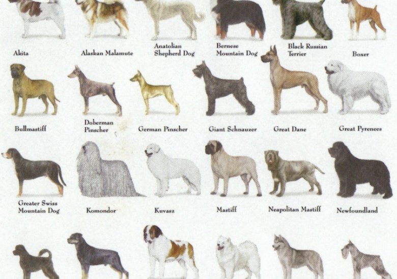 find a dog breed