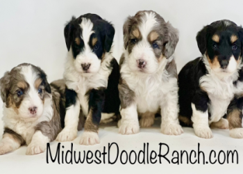 bernedoodle rescue illinois