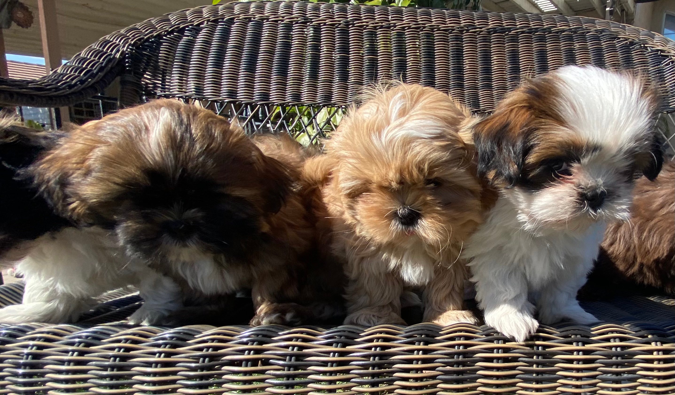 shih tzu puppies for sale california