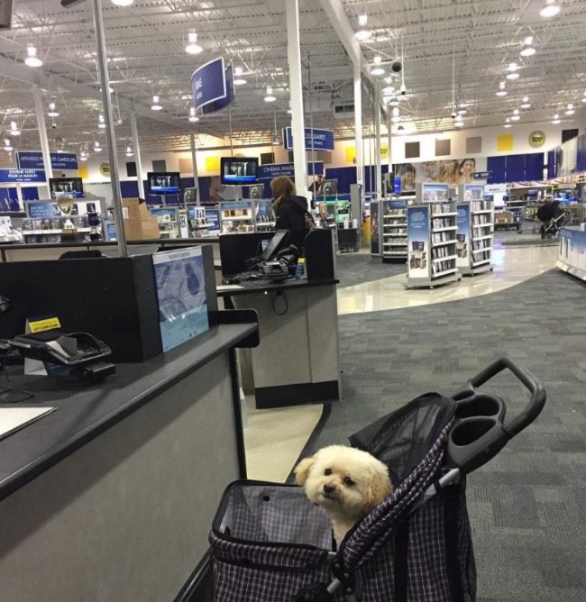best buy pets