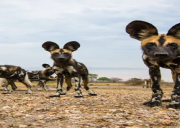 canine scientific name