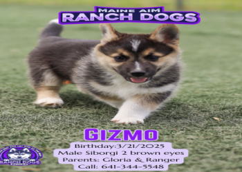 husky corgi mix puppy for sale