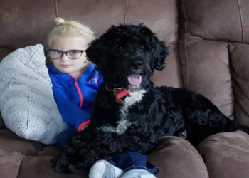 the perfect puppy rhode island