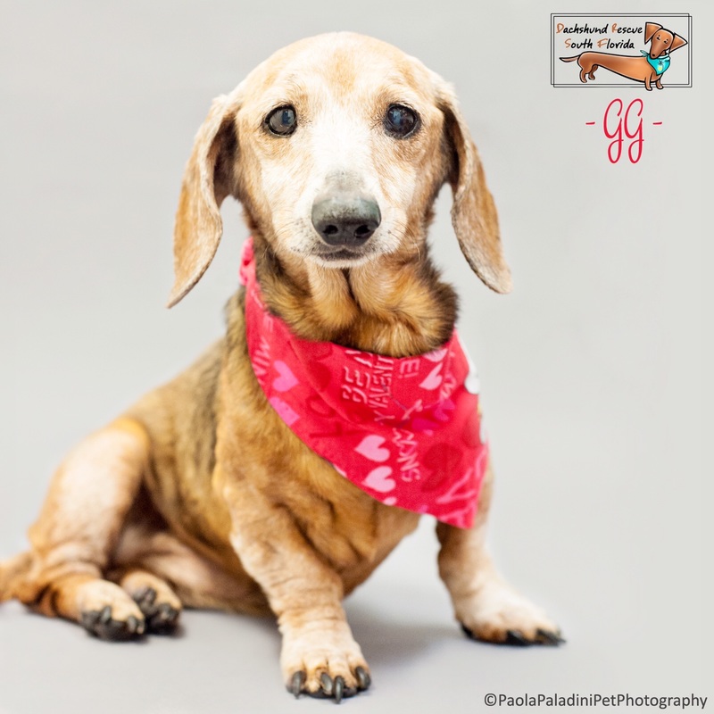 south florida dachshund