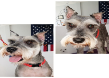 dog grooming englewood nj