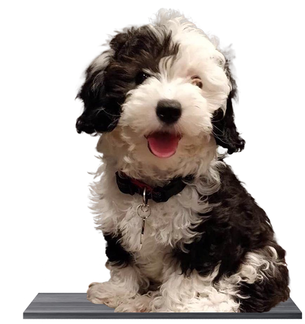 california sheepadoodle