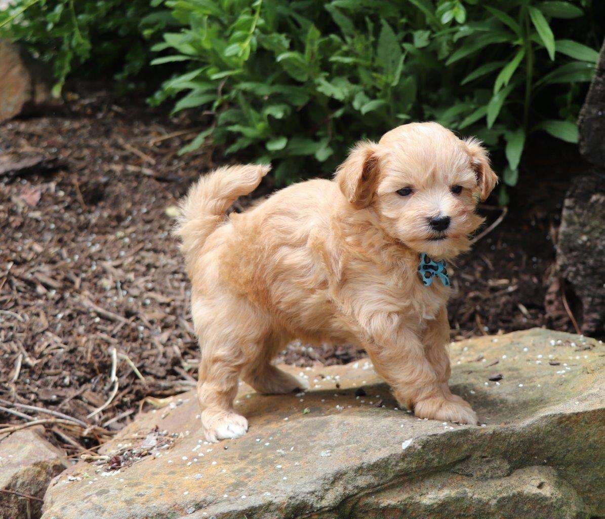 maltipoo puppies for sale in indiana