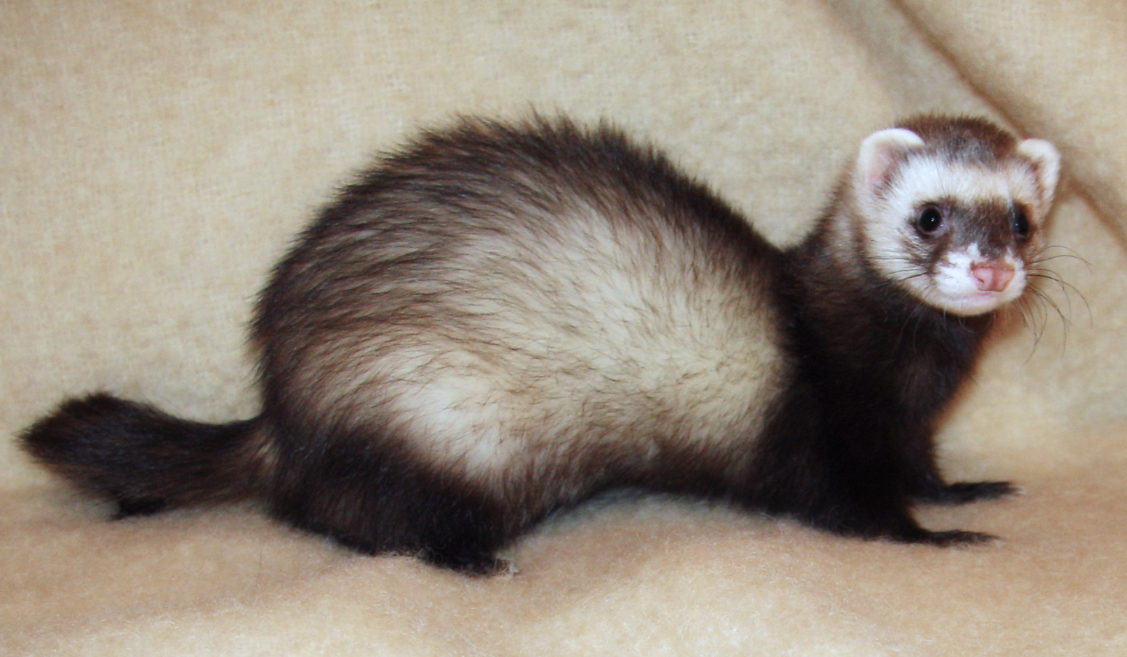ferrets en español