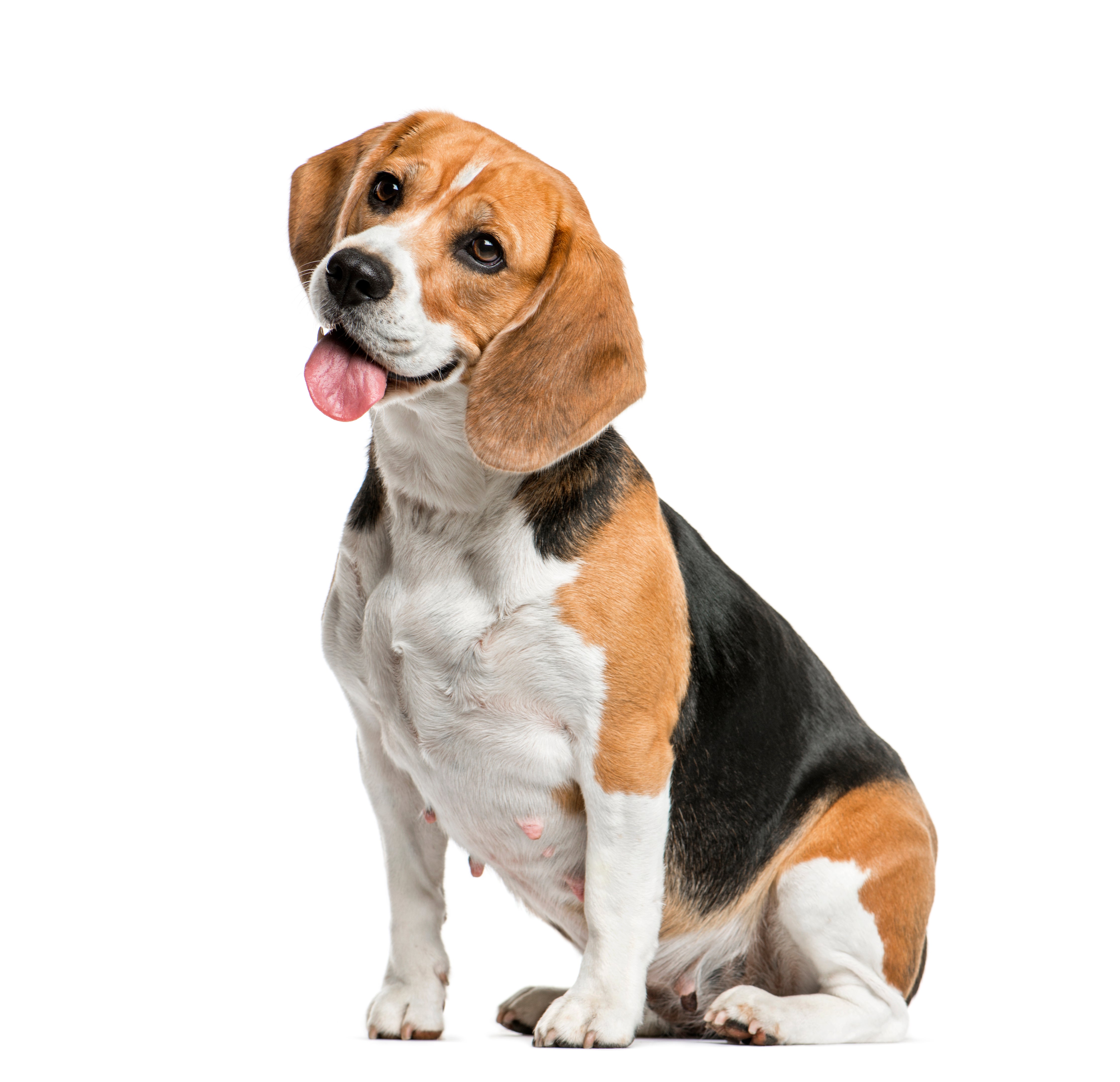 beagles for adoption near me
