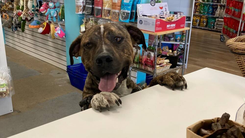 local dog shops