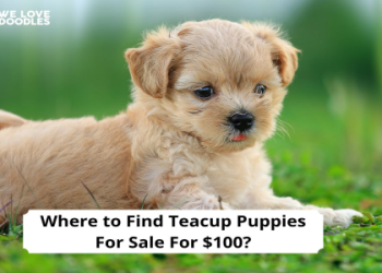 for sale puppies near me