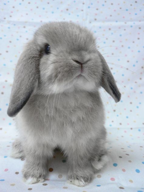gray floppy eared bunny