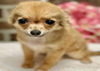 chihuahua breeders nj