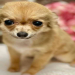 chihuahua breeders nj