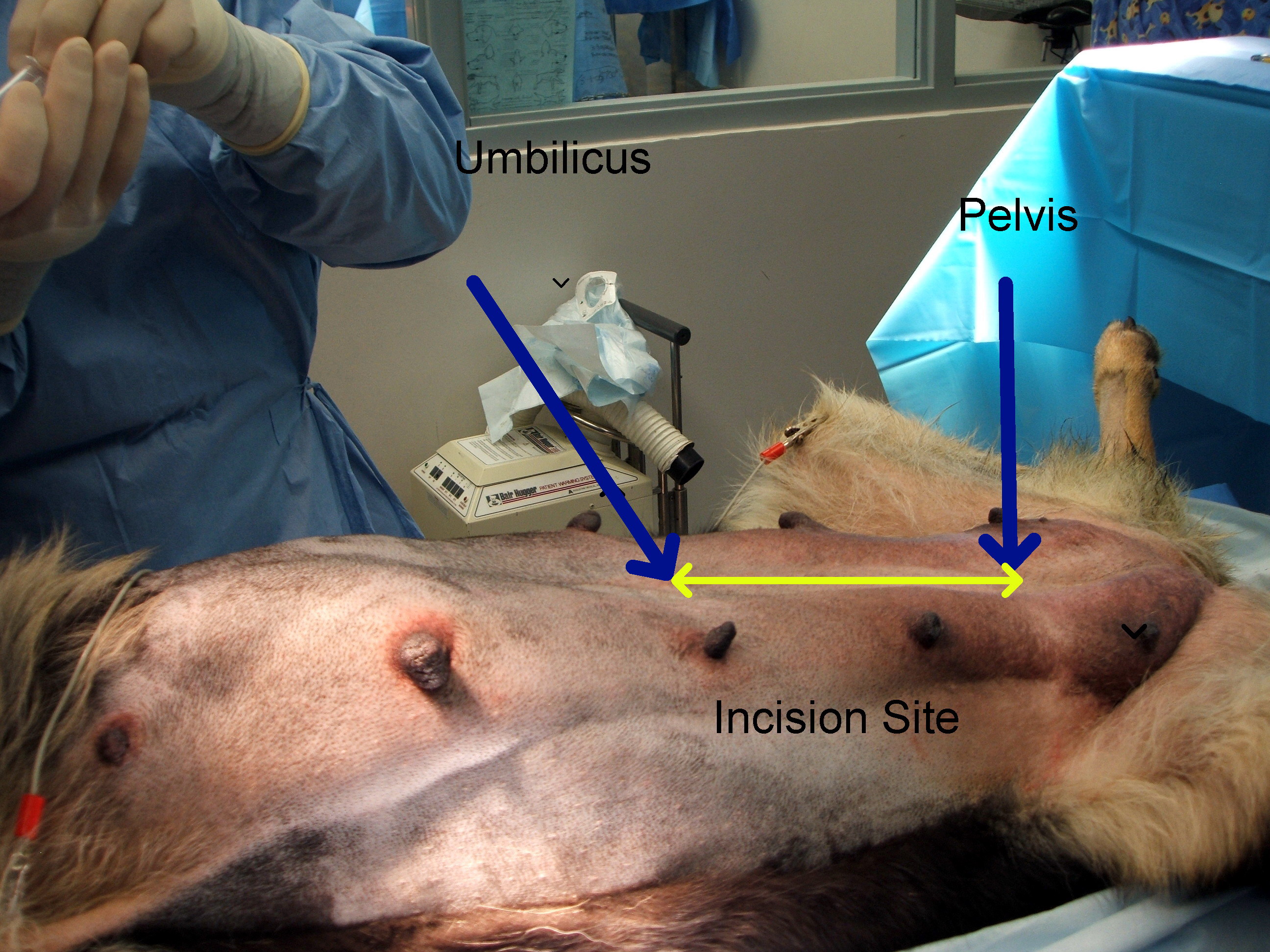 dog c section near me