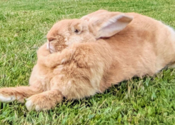 biggest breed of rabbit
