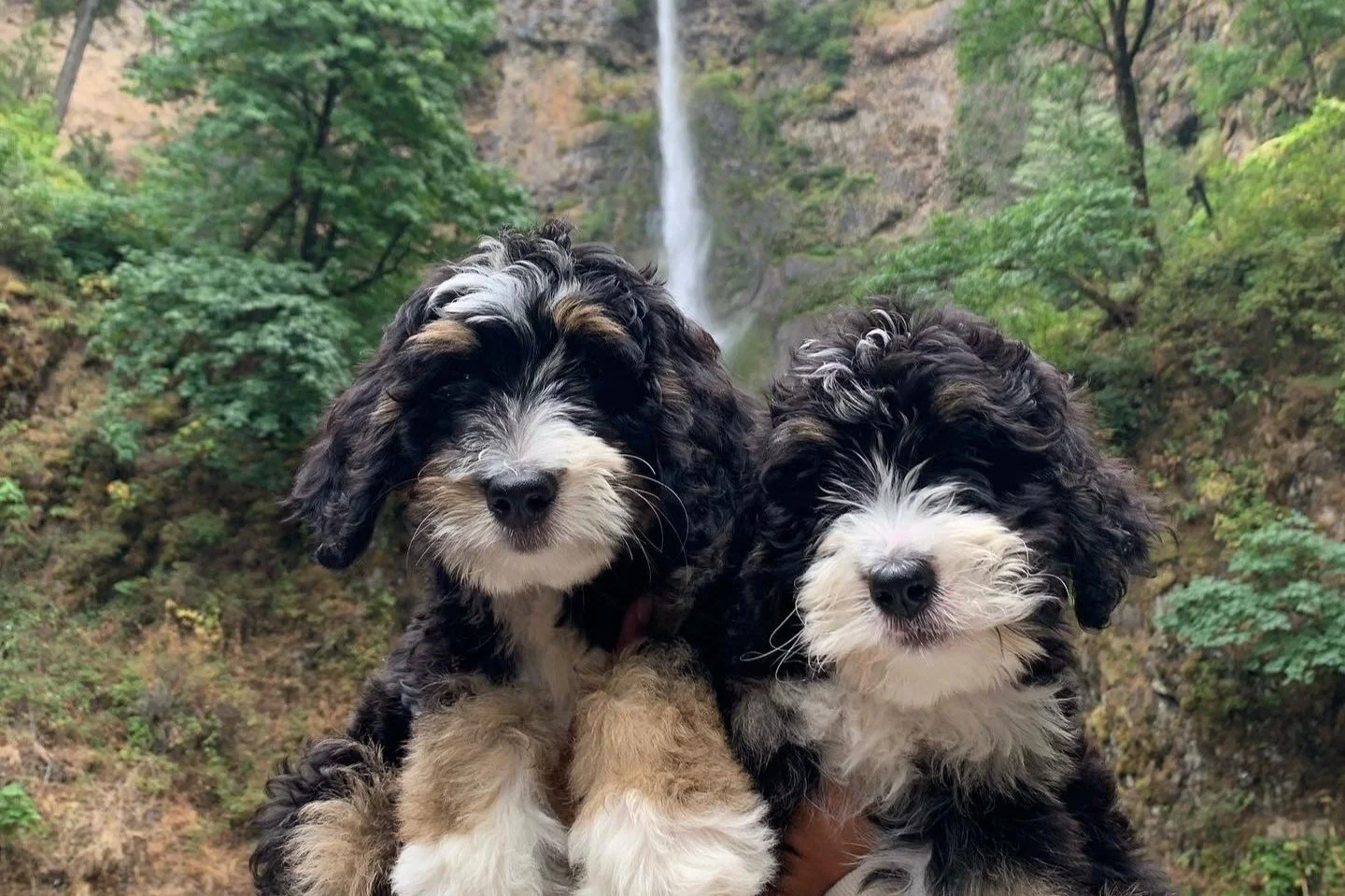 bernedoodle puppies washington