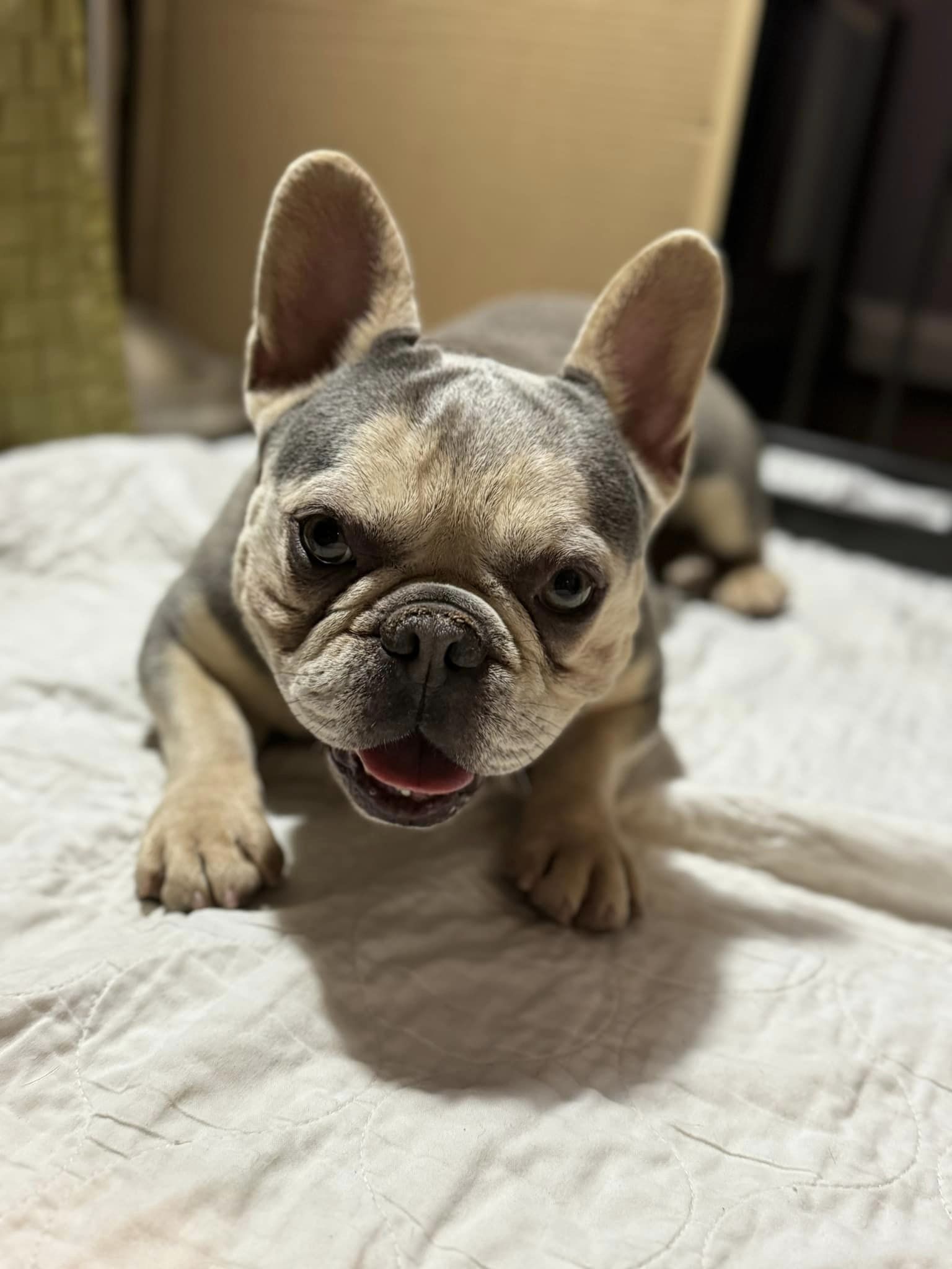 french bulldog adoption virginia