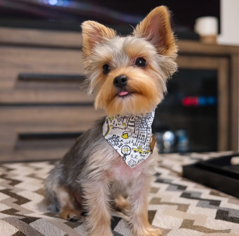 yorkshire terrier for sale washington state
