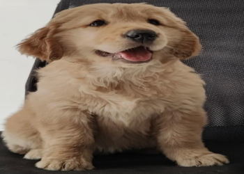 puppyfind puppies for sale